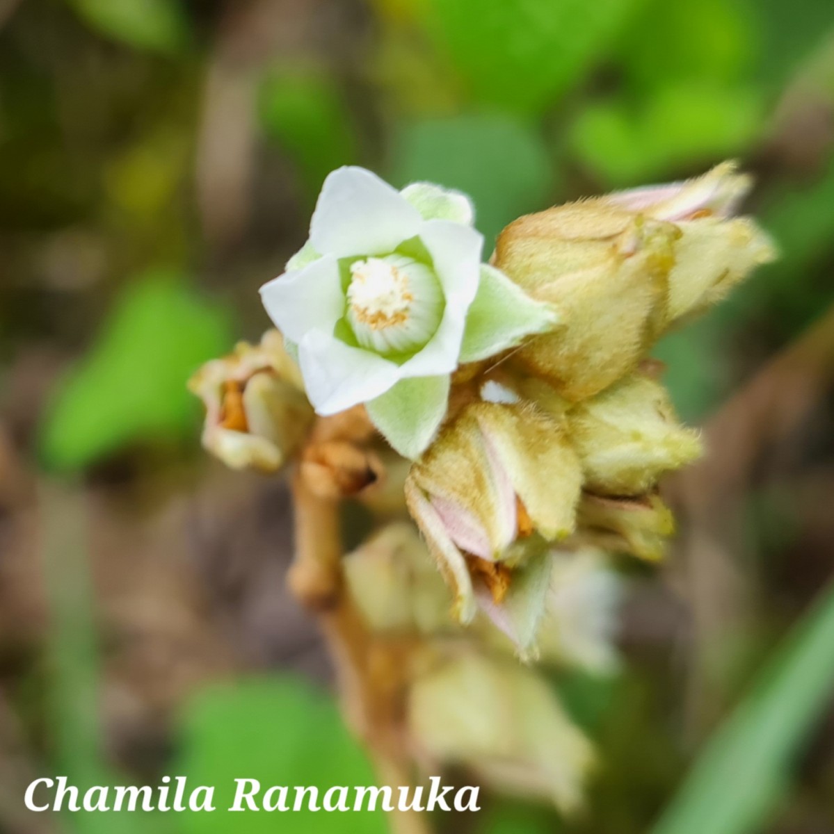 Rubus indicus Thunb.